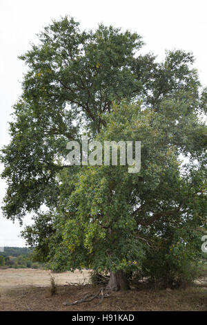 Schwarz-Pappel, Schwarzpappel, Pappel, Saarbaum, Populus Nigra Schwarz-Pappel, Schwarzpappel, Le Peuplier Noir Stockfoto