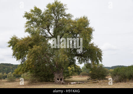 Schwarz-Pappel, Schwarzpappel, Pappel, Saarbaum, Populus Nigra Schwarz-Pappel, Schwarzpappel, Le Peuplier Noir Stockfoto