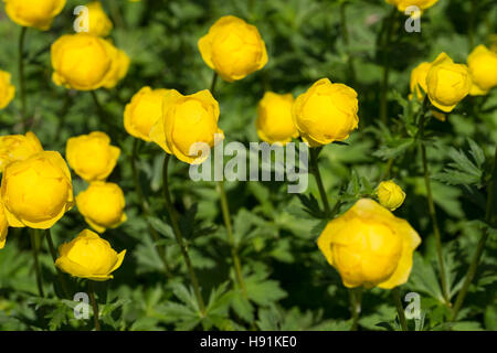 Europäische Trollblume, Troll-Blume, Europaeus Trollblume, Europäische Globeflower, Trollblume, Trolle Europatages Stockfoto