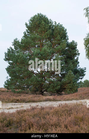 Wald-Kiefer, Föhre, Waldkiefer, Gemeine Kiefer, Seeaufstiegen Pinus Sylvestris, Kiefer, Le Pin Sylvestre Stockfoto