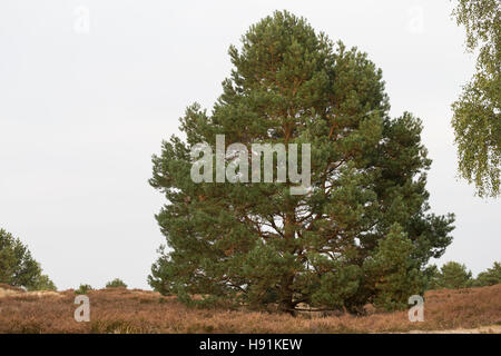 Wald-Kiefer, Föhre, Waldkiefer, Gemeine Kiefer, Seeaufstiegen Pinus Sylvestris, Kiefer, Le Pin Sylvestre Stockfoto