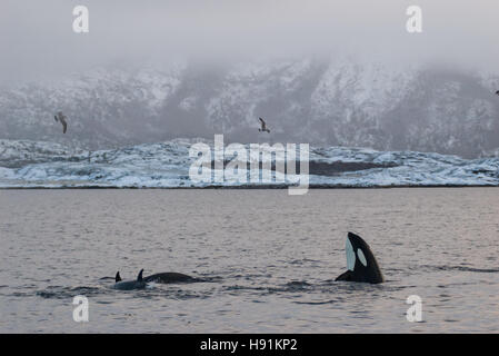 Spion hopping Orca (Schwertwal) in Tysfjord, Norwegen im Winter mit Schnee auf den Bergen Stockfoto