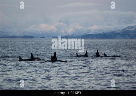 Familiengruppe oder Hülse von Orcas (Orca) in Tysfjord, Norwegen, umgeben von einer Landschaft der Berge mit Schnee. Stockfoto