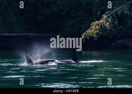 Zwei weibliche Schwertwale (Orca) in der Nähe der Küste von einem Küstenwald in der Nähe von Campbell River, Vancouver Island, Kanada Stockfoto