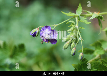 Geranium Macrorrhizum ist eine Art von winterharte blühende krautige mehrjährige Pflanze der Gattung Geranium, Geraniaceae Familie. Stockfoto