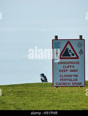 Ein Rabe blickt auf das Meer in der Nähe von gefährlichen Klippen Zeichen auf der Glamorgan Heritage Coast. Stockfoto