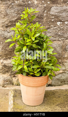 Eine junge Lorbeerbaum Pflanze in einem Terrakotta-Topf Stockfoto