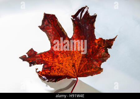 Herbst Blatt von einem Acer Platanoides Crimson King Rutschbahnen, auf einem weißen Hintergrund verblassen Stockfoto