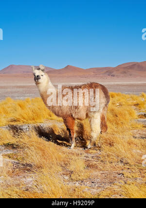 Bolivien Potosi Departmant Sur Lipez Provinz Eduardo Avaroa Anden Fauna Nationalreservat Alpaka und Jarava Ichu Rasen auf die Stockfoto