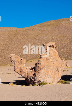 Bolivien Potosi Departmant Nor Lipez Provinz Landschaft der Valle de Las Rocas (Tal) mit der charakteristischen Stockfoto