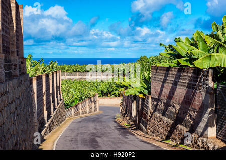 Straße durch Bananenplantage auf Teneriffa Stockfoto