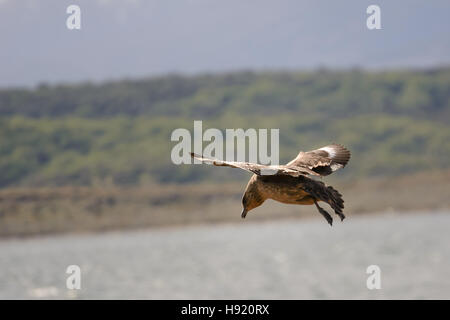 Caracara Chimango Flyng am Beagle-Kanal in der Nähe von Ushuaia Stockfoto