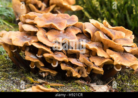 Alte Fruchtkörper des Pilzes Honig, Armillaria mellea Stockfoto