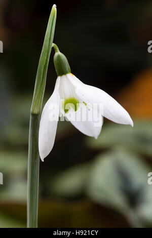 November-Blume der Spezies Schneeglöckchen, Galanthus Reginae-olgae Stockfoto