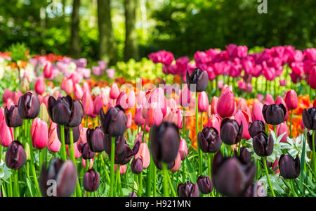 Blumenwiese Bunte Tulpen in den Keukenhof Stockfoto
