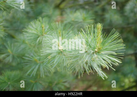 Pinus Strobus Laub Stockfoto