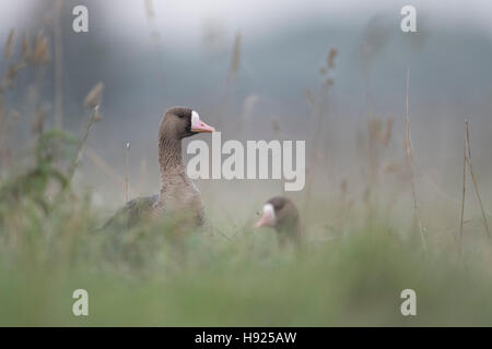 Größere weiße – Blässgänse Gänse / Blaessgaense (Anser Albifrons), arktischen Winter Gäste ruhen hohe Gras einer Wiese beobachten. Stockfoto