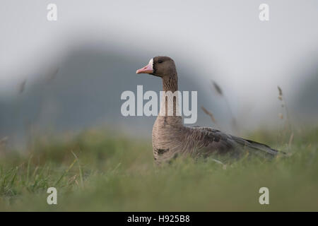 Größere weiße – Anser Gans / Blaessgans (Anser Albifrons), arktische Wintergast, hohen Gras einer Wiese sitzend beobachten. Stockfoto