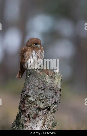 Eisenhaltige Pygmy Eule / Brasil-Sperlingskauz (Glaucidium Brasilianum), sitzen auf faulen Baumstumpf, niedlichen kleinen Greifvogel. Stockfoto