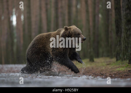 Europäischer Braunbär / Braunbaer (Ursus Arctos), jungen Cub, durch eine gefrorene Pfütze in einem Wald voller Freude springen. Stockfoto