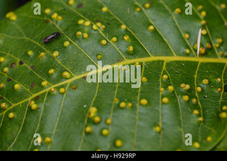 Blatt-Krankheit-Ausbruches der Baum Blätter. Stockfoto