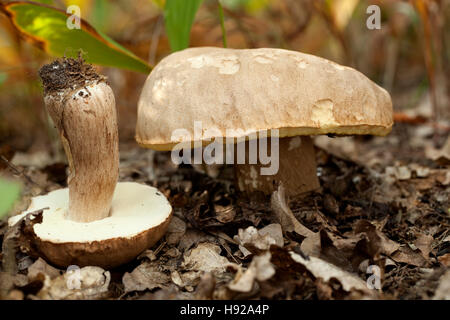 essbare Pilze (Boletus Reticulatus Schaeff) im Wald Stockfoto