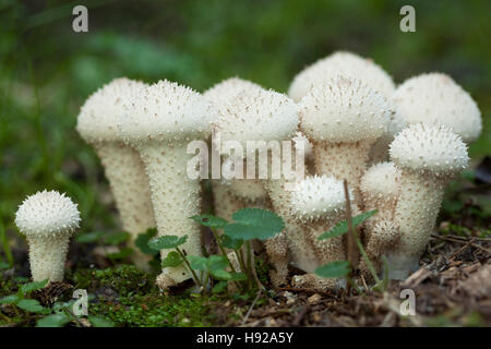 Gruppe-Pilze (Lycoperdon Perlatum) in natürlicher Umgebung Stockfoto