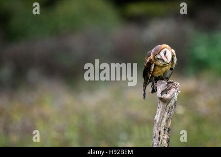 Schleiereule, statisch und im Flug kanadischen Raptor Conservancy Stockfoto