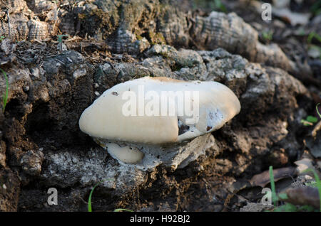 Weiße Polypore Halterung Pilz am Stamm, Andalusien, Spanien. Stockfoto