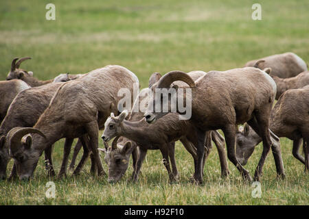 Eine Herde von Bighorn Schafe Schafe und Lämmer in der Nähe von Missoula Montana Stockfoto