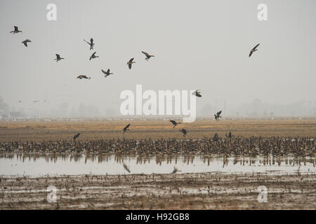 Schneegänse und Specklebelly Gänse Fütterung in einem überschwemmten rive Feld in der Nähe von Jonesboro, Arkansas Stockfoto