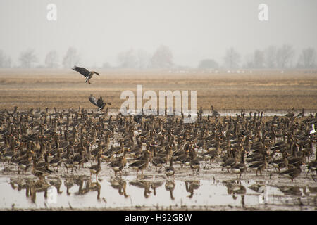 Schneegänse und Specklebelly Gänse Fütterung in einem überschwemmten rive Feld in der Nähe von Jonesboro, Arkansas Stockfoto