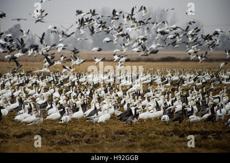 Schneegänse und Specklebelly Gänse Fütterung in einem überschwemmten rive Feld in der Nähe von Jonesboro, Arkansas Stockfoto