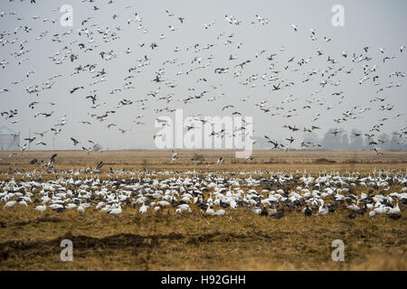 Schneegänse und Specklebelly Gänse Fütterung in einem überschwemmten rive Feld in der Nähe von Jonesboro, Arkansas Stockfoto