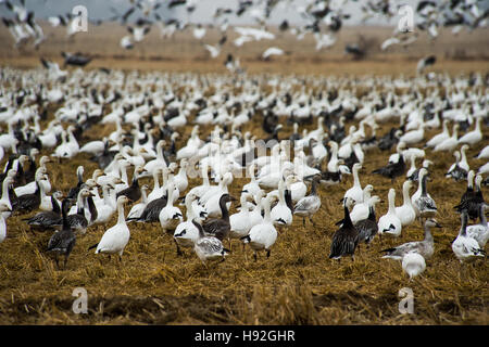 Schneegänse und Specklebelly Gänse Fütterung in einem überschwemmten rive Feld in der Nähe von Jonesboro, Arkansas Stockfoto