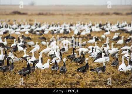 Schneegänse und Specklebelly Gänse Fütterung in einem überschwemmten rive Feld in der Nähe von Jonesboro, Arkansas Stockfoto