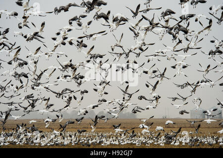 Schneegänse und Specklebelly Gänse Fütterung in einem überschwemmten rive Feld in der Nähe von Jonesboro, Arkansas Stockfoto