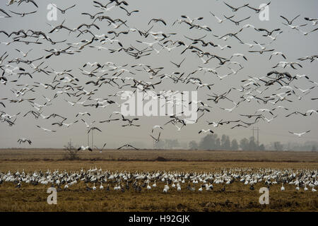 Schneegänse und Specklebelly Gänse Fütterung in einem überschwemmten rive Feld in der Nähe von Jonesboro, Arkansas Stockfoto