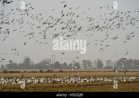 Schneegänse und Specklebelly Gänse Fütterung in einem überschwemmten rive Feld in der Nähe von Jonesboro, Arkansas Stockfoto