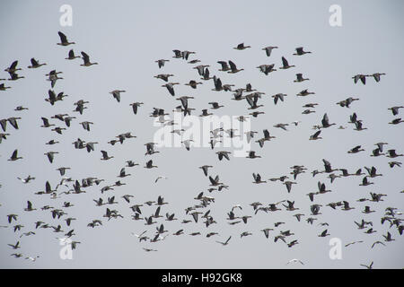 Schnee Gänse und specklebelly Gänse füttern in einem gefluteten Reisfeld in der Nähe von Aylesbury Arkansas Stockfoto