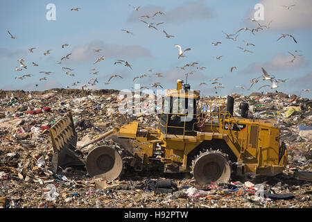 Trashmaster bewegt sich Müll in eine aktive Deponie Zelle an Shepard Waste Management Facility mit Möwen fliegen overhead Stockfoto