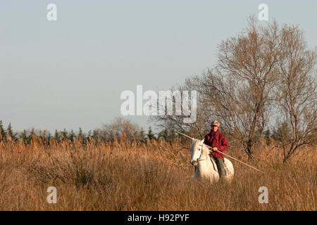 Weibliche Gardianerin reitet auf dem Pferd der Camargue durch hohes Gras im Sumpf des Camargue Delta, Frankreich Stockfoto