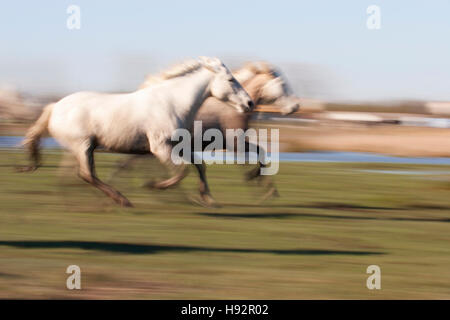 Französische Pferde laufen durch die Weide im Delta der Camargue Stockfoto