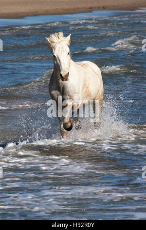 Camargue Pferd läuft durch den Ozean entlang der Mittelmeerküste von Südfrankreich Stockfoto