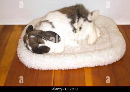 Neun Jahre altes Haustier Holland Lop Zwergkaninchen schläft auf Fleece-Bett im Haus Stockfoto