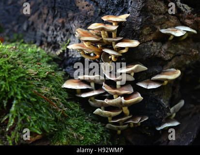 Pilze auf einem faulenden Baumstamm Stockfoto