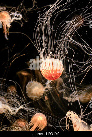 Löwen Mähne oder Haare Qualle im Aquarium vor einem dunklen Hintergrund Stockfoto