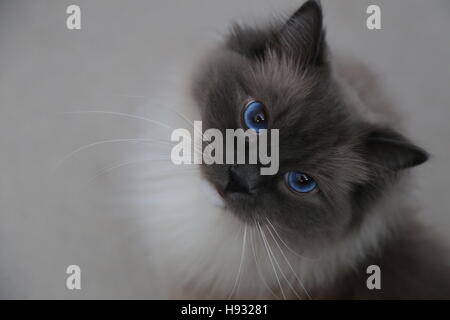 Katze Cutie Pie Stockfoto
