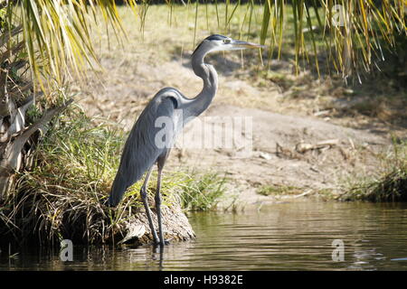 Snowy Egret Trinkwasser Stockfoto