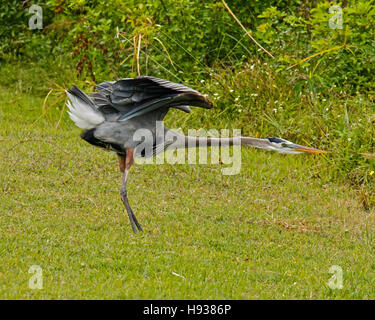 Große blaue Herron, Florida Stockfoto